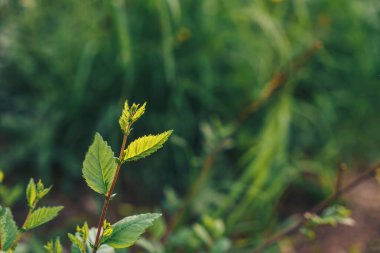 Genç filizlenen tarla bitkileri karşı karşıya..