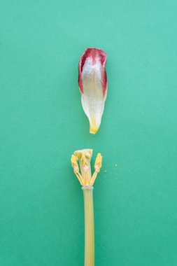 Solmuş lale yeşil arka planda izole edilmiş..