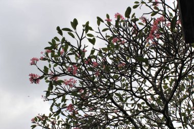 Açık bir gökyüzü arkaplanına karşı doğa temalı frangipani ağaçları