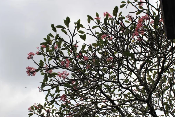 Açık bir gökyüzü arkaplanına karşı doğa temalı frangipani ağaçları