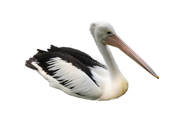 Pelicanos Fundo Branco Com Tema Animal — Fotografia de Stock
