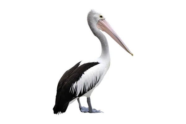 Pelikany Białym Tle Motywem Zwierzęcym — Zdjęcie stockowe