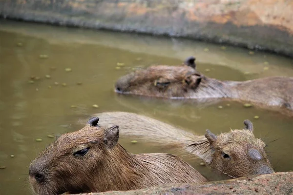capybara in the zoo with animal theme