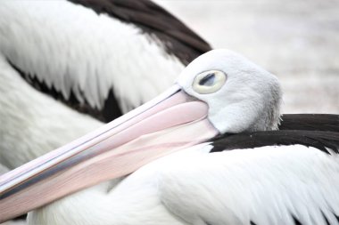 Gölde hayvan temalı pelikan sürüsü
