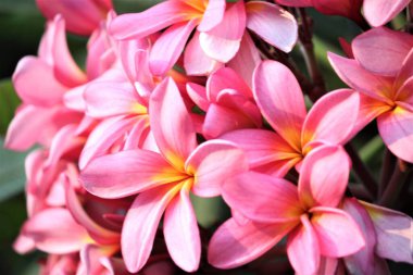 Açık bir arkaplan karşısında frangipani ağaçları