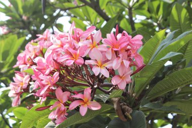 Açık bir arkaplan karşısında frangipani ağaçları