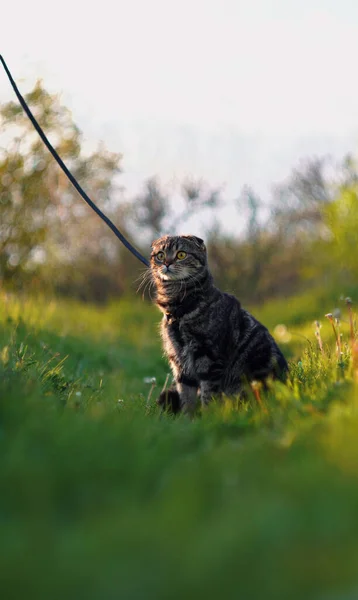 Roztomilá Kočka Vodítku Zelené Trávě Při Západu Slunce — Stock fotografie