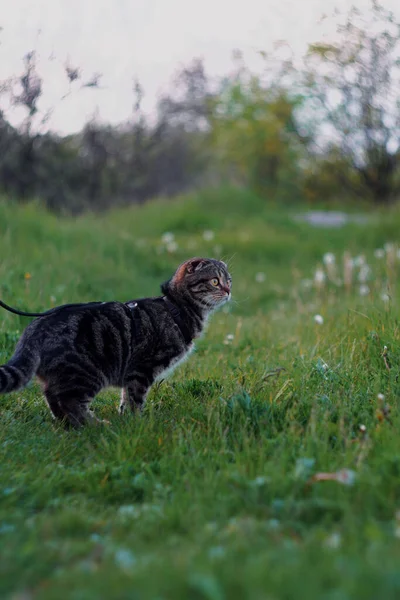 Scottish fold cat on a leash sits in the grass