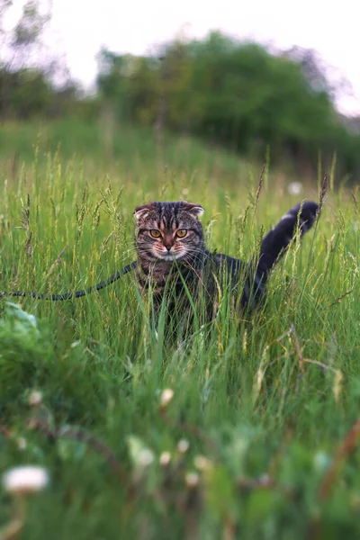Scottish Fold Cat Leash Sits Grass — Stock Photo, Image