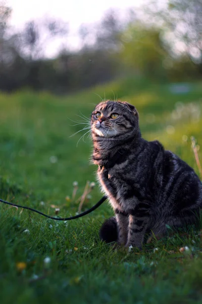 苏格兰卷曲的猫坐在草地上 — 图库照片