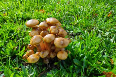 Çimlerin üzerinde büyüyen bir grup genç Armillaria Mellea 'ya yakından bakın..