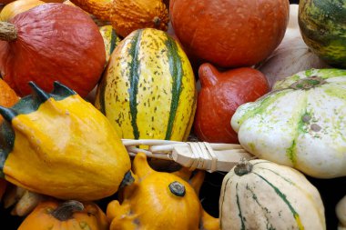 Bir market tezgahındaki çeşitli Cucurbits yığınına yakın çekim.