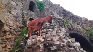 Keçi, Brittany 'deki Cte-d' Armor 'daki Tonqudec kalesinin harabelerinin yıkılmış duvarına tırmanıyor..