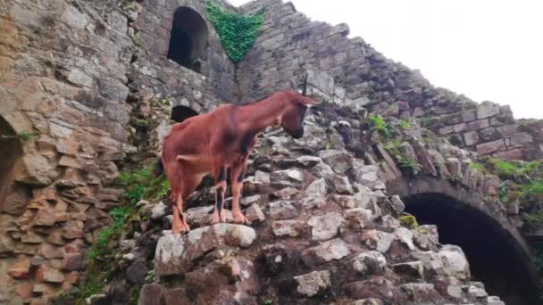 Goat Memanjat Dinding Bobrok Dari Reruntuhan Kastil Tonqudec Cte Armor — Stok Video
