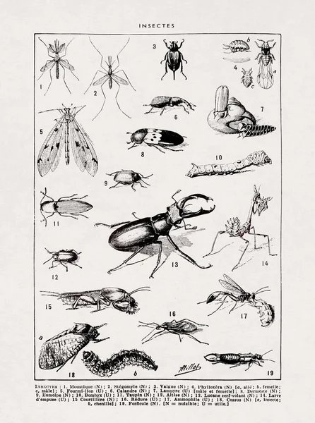 十九世纪末关于昆虫的黑白插图 Adolphe Philippe Millot — 图库照片