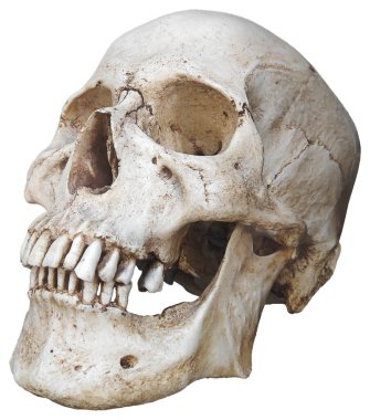 Beyaz arka planda izole edilmiş bir insan kafatasına yakın plan