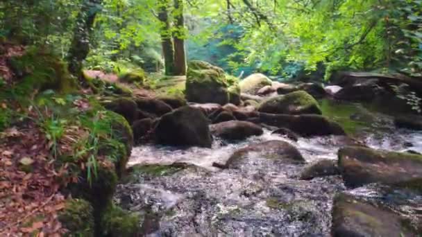 Gümüş Nehir Chasm Huelkeçisi Ormanındaki Periler Göleti Arasındaki Küçük Akıntılar — Stok video
