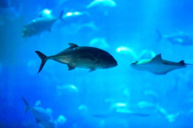 Dev bir akvaryumdaki tropikal deniz suyu balıklarına yakın çekim