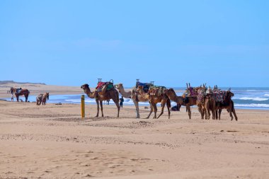 Essaouira, Fas - 29 Ocak 2019: Dromedaries ve atları sahilde binilmeyi bekliyor.