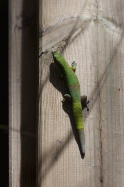 Small Madagascar gecko with a demarction on its tail showing it grew back after a bite.