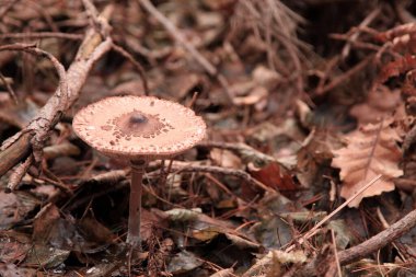 Macrolepiota procera, şemsiye mantarı, şemsiyeye benzeyen büyük ve belirgin meyveli bir mantardır..