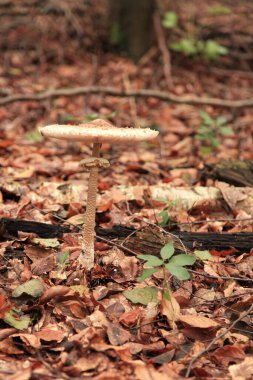 Macrolepiota procera, şemsiye mantarı, şemsiyeye benzeyen büyük ve belirgin meyveli bir mantardır..