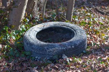 Close up of an abandoned tire in the woods.