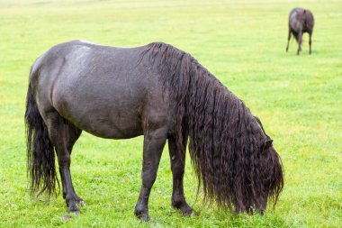 Two Mongolian horses grazing grass in the Orkhon valley in Mongolia.