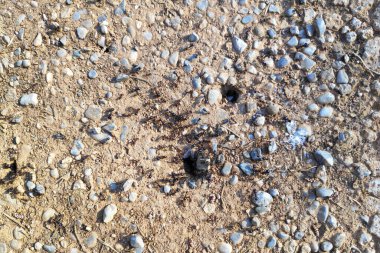 Close-up on a group of ants coming out of their anthill.