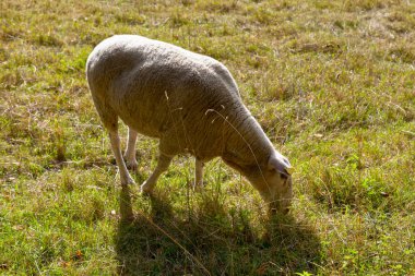 Close-up on a sheep grazing grass in a pasture.