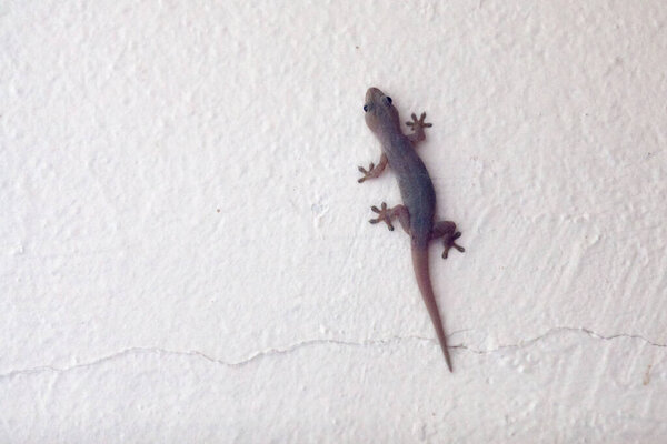 The common house gecko (Hemidactylus frenatus) is a native of Southeast Asia. It is also known as the Pacific house gecko, the Asian house gecko, house lizard, or Moon Lizard.