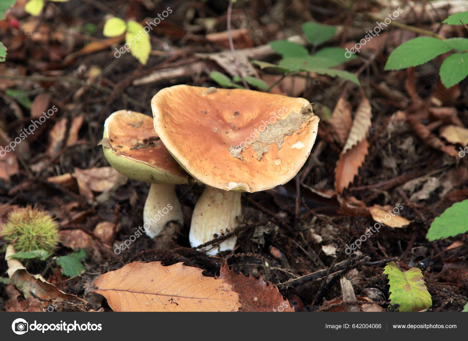 Close Couple Boletus Ferrugineus Growing Woods Stock Photo by ©BreizhAtao 642004066