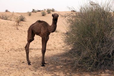 3 months old camel calf in the desert near Dubai.