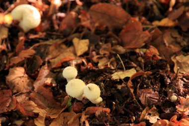 Close-up on a Groening's slime (Lycoperdon perlatum) growing in the woods.