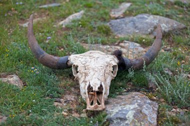 Yak skull on the soil of the Orkhon valley.