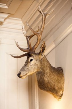 Very old deer trophy on the wall of a living room.