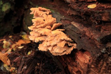 Close-up on a chicken-of-the-woods (Laetiporus sulphureus) growing on a tree trunk in the woods.