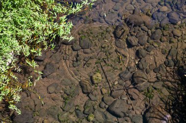Shoal of freshwater fish near the water surface of the Saint-Denis river in Reunion Island.