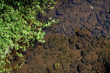 Shoal of freshwater fish near the water surface of the Saint-Denis river in Reunion Island.