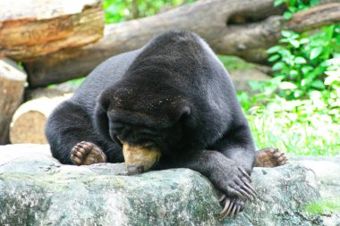 Close-up on an Asian black bear peacefully sleeping on a rock.