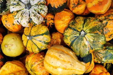 Bir market tezgahındaki çeşitli Cucurbits yığınına yakın çekim.
