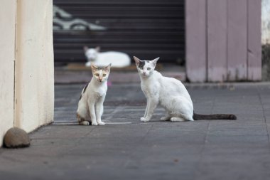 Stray calico kitten and bicolor cat looking at the camera