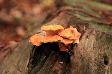 Close-up on a Crab-of-the-woods (Laetiporus sulphureus) growing on a tree trunk in the woods.