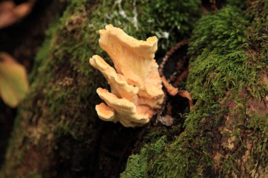 Close-up on a sulphur polypore (Laetiporus sulphureus) growing on a tree trunk in the woods.