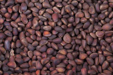 Stack of Siberian pine nuts (Pinus sibirica) on a stall market in Listvyanka. They are cultivated in Eastern Siberia auround the Lake Baikal.