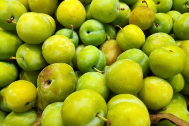 Close-up on a stack of Greengages (Reine Claude Verte) for sale on a market stall.