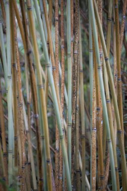 Nastus is a genus of slender, erect, scrambling or climbing bamboos in the grass family.