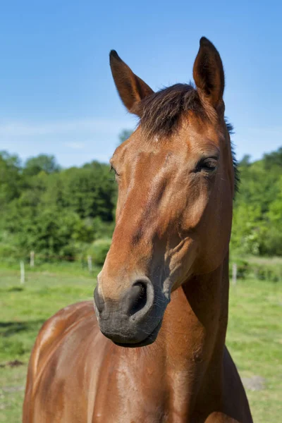 Headshot of a horse on a pasture.