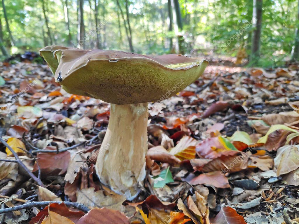 Boletus edulis (en inglés penny bun, cep, porcino or porcini) es un