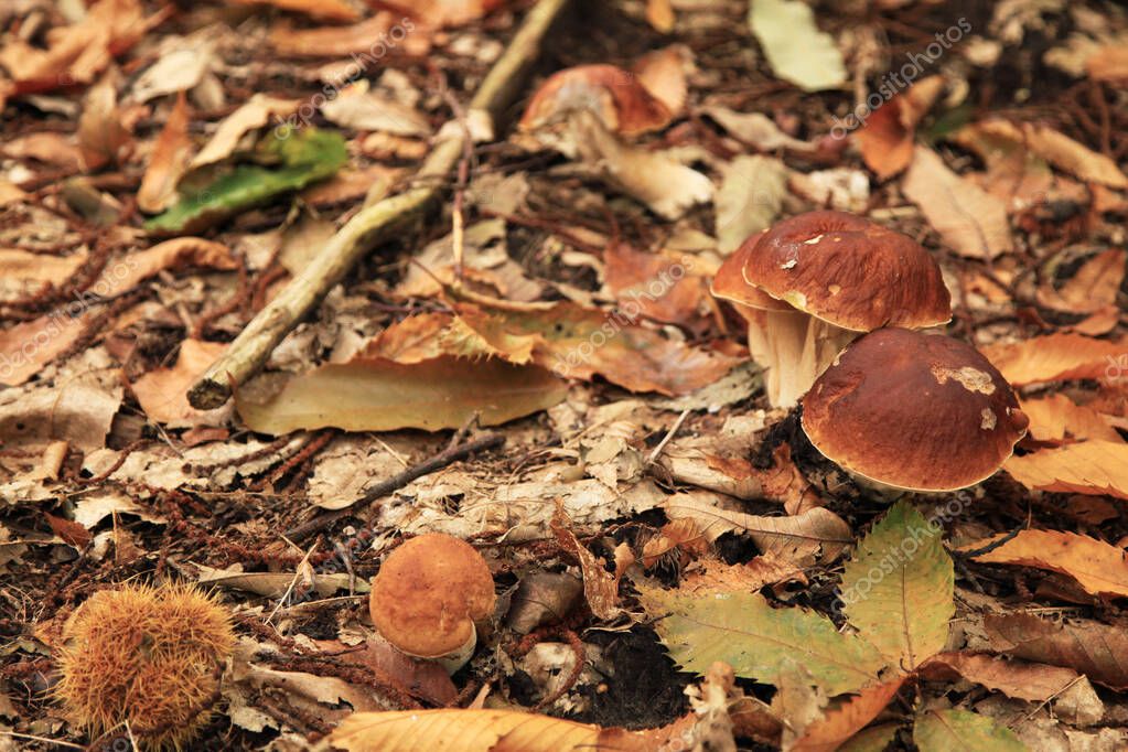 Boletus edulis (en inglés penny bun, cep, porcino or porcini) es un